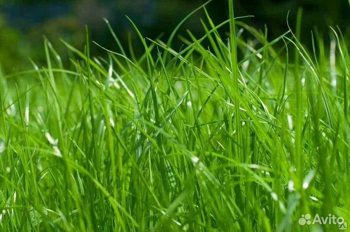 Семена овсяница красная оптом от 100кг