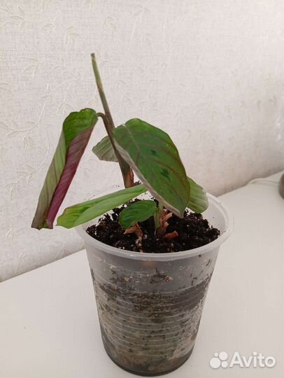 Комнатные растения, часть 1