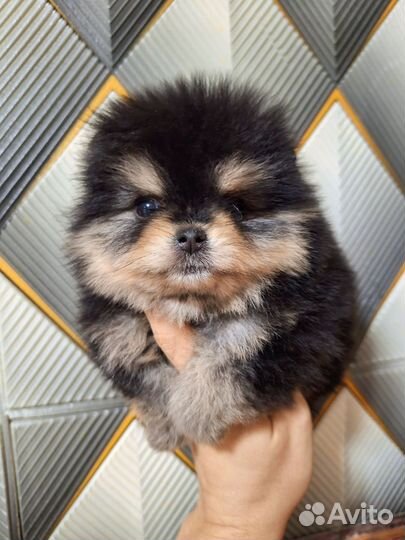 Померанский шпиц медвежьего типа девочка