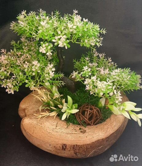 Флорариум банзай