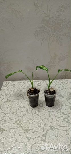 Диффенбахия