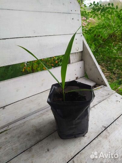 Вашингтония Семена опт