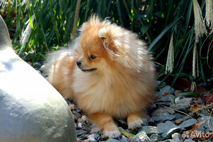 Щенок шпица