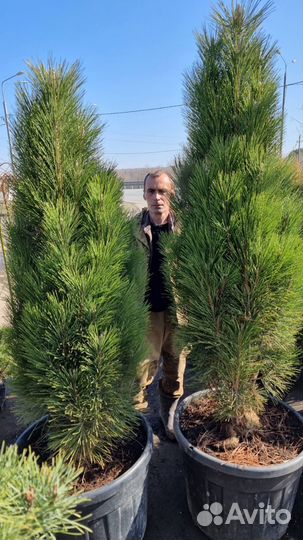 Сосна Грин Тауэр (Green Tower)