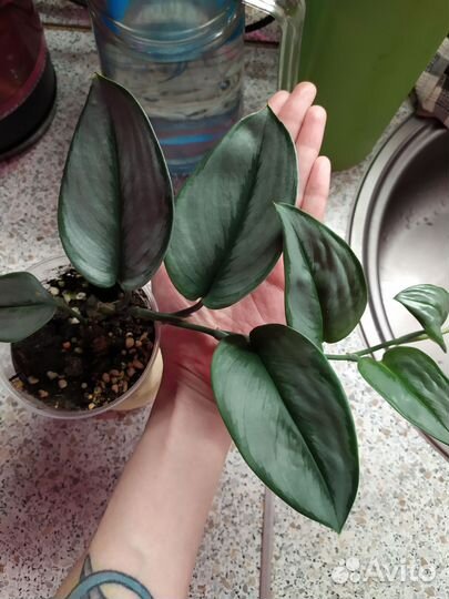 Сциндапсусы разные сорта