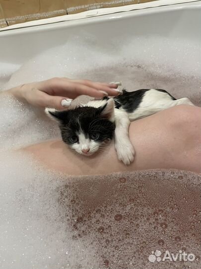 Котенок