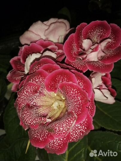 Лист глоксинии