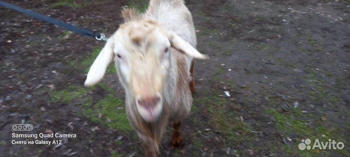 Козел зааненский