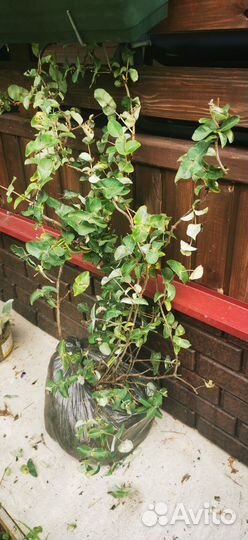 Жимолость каприфоль