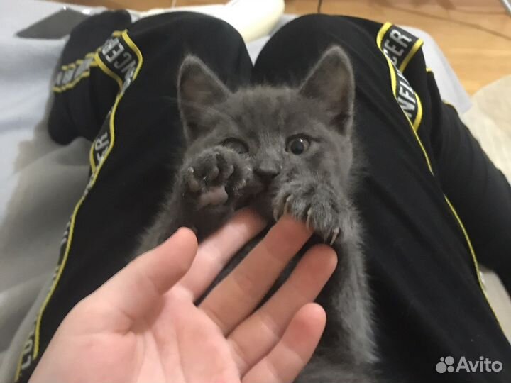 Отдам котенка