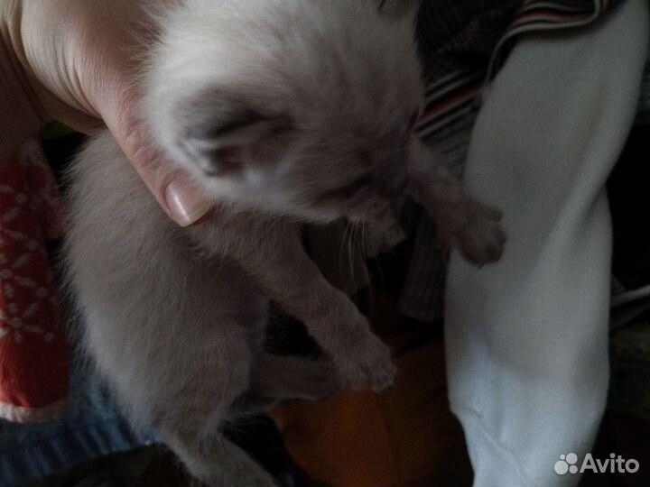 Котята в добрые руки Сиамские