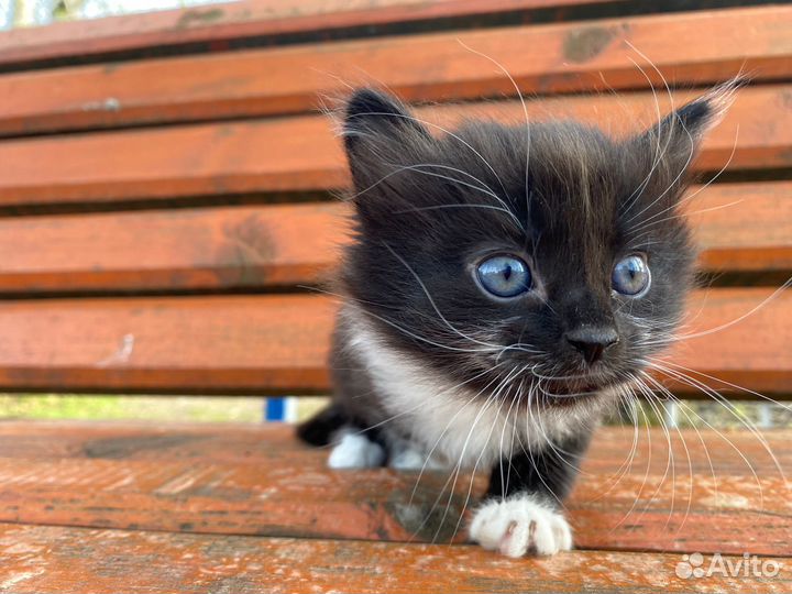 Отдам в добрые руки котят