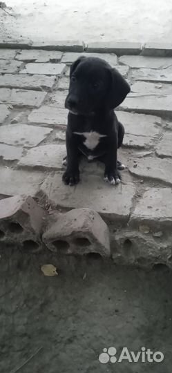 Отдам щенка в добрые руки мальчик