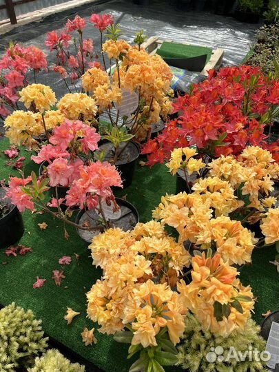 Азалия(родендрон)гибридный Нэп Хилл