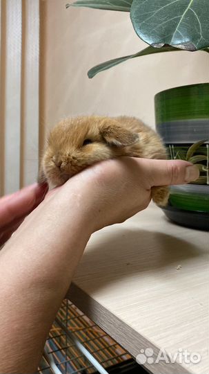 Декоративные кролики вислокхие барашки