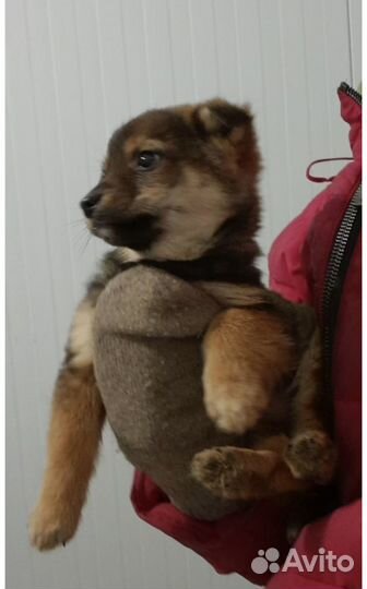 Щенок от маленькой собачки в отлове. Необходим дом