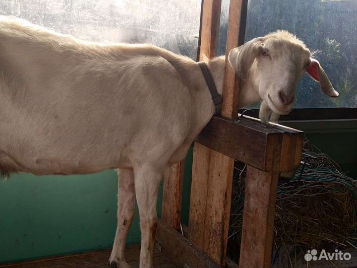 Англо нубийский козлик