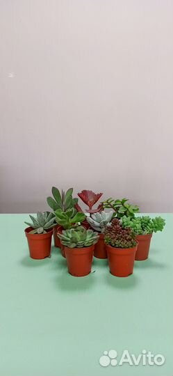 Суккуленты