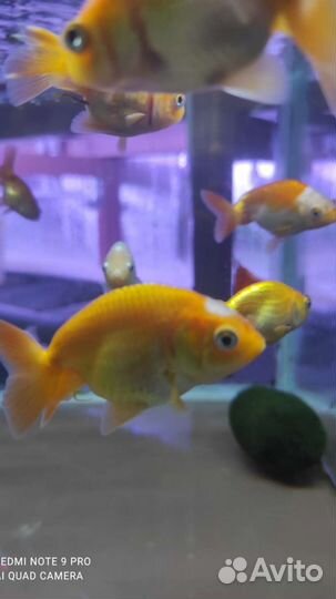 Ранчу золотые рыбки аквариумные в магазине