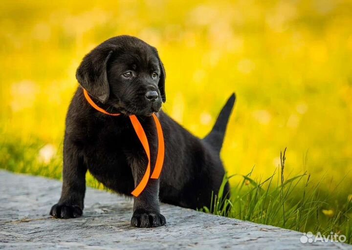 Щенки лабрадора ретривера