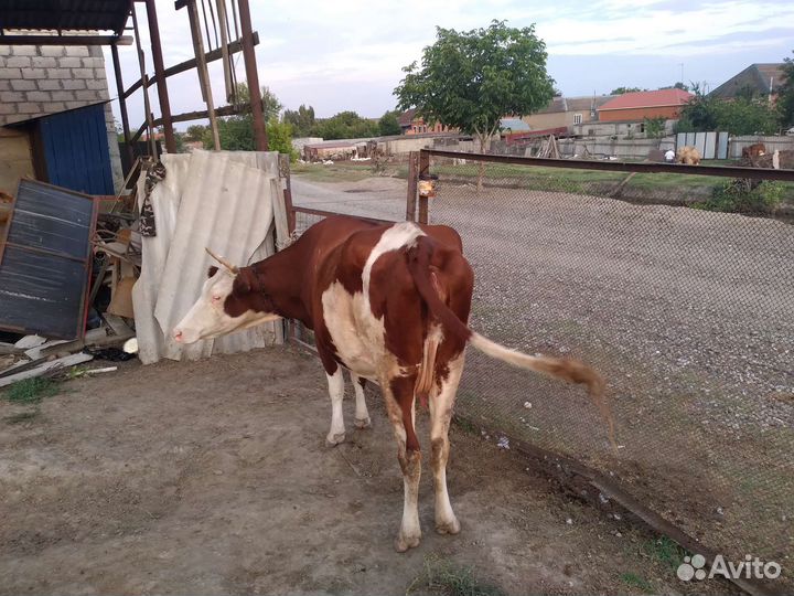 Корова стельная дойная