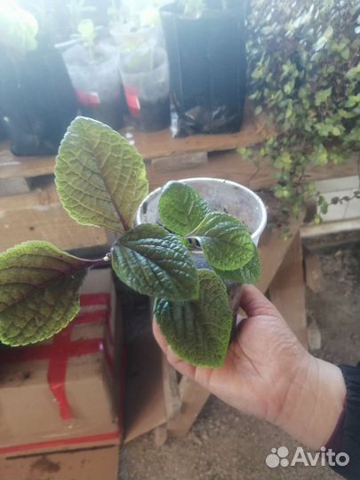 Цветы вегетативные