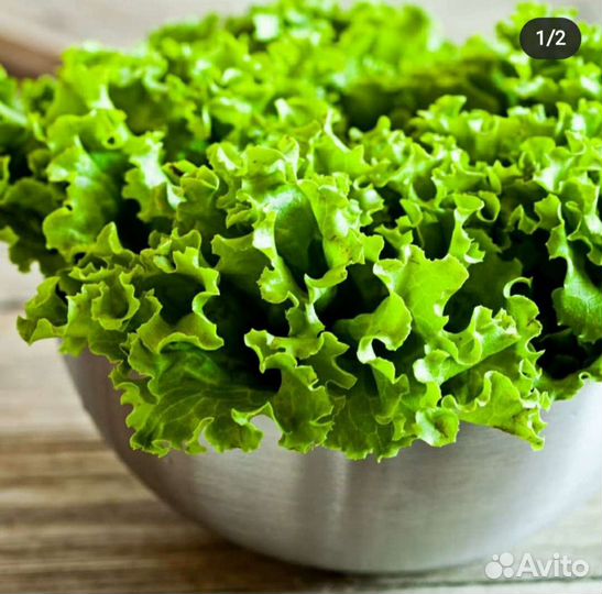 Салат листовой и все виды салатов