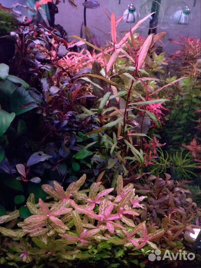 Аквариумные растения