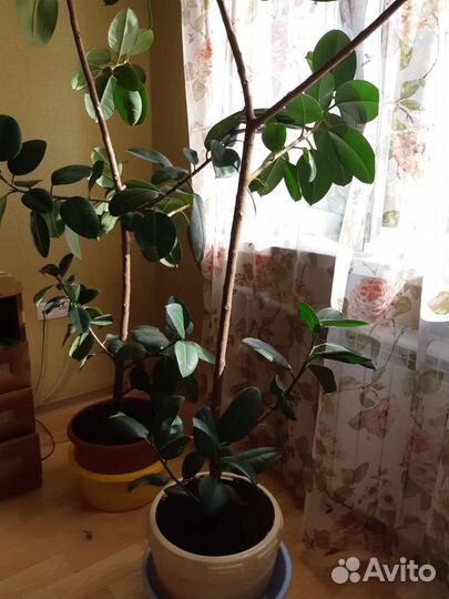 2 Фикуса