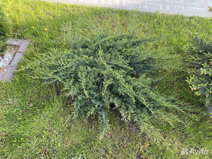 Род туя (thuja)