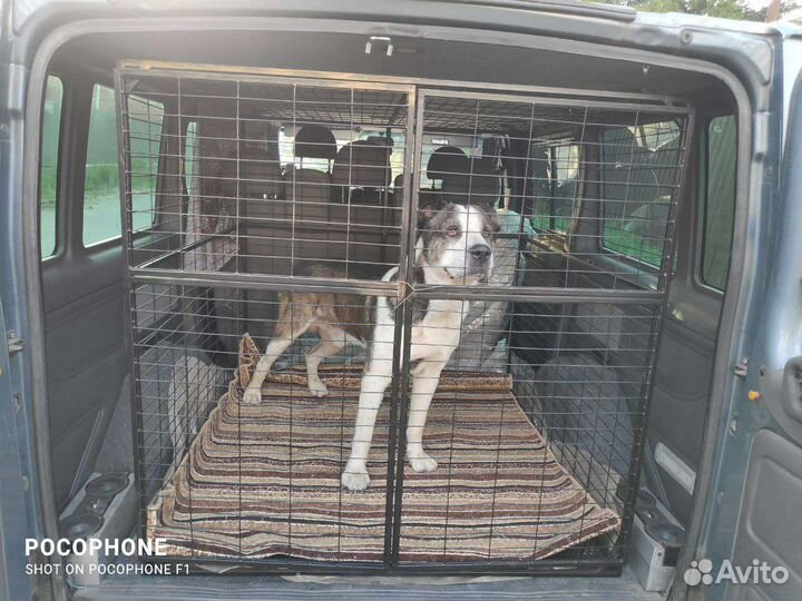 Зоотакси, перевозка собак крупных пород