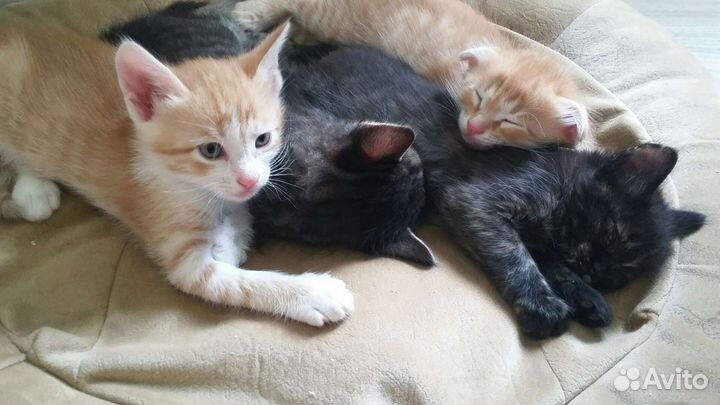 Котята в добрые руки