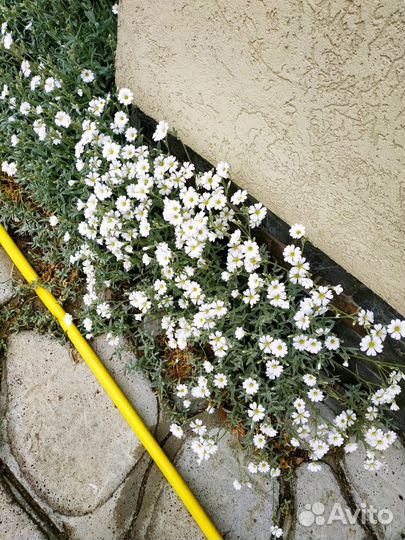 Многолетние цветы для сада