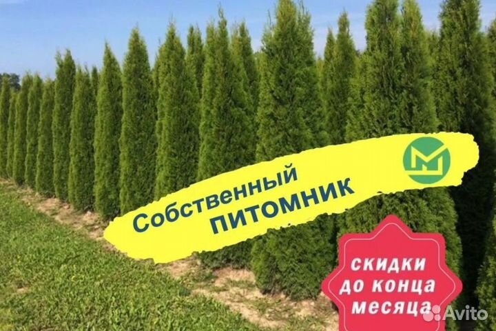 Туя смарагд