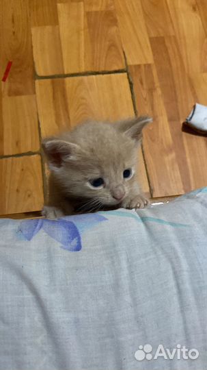 Отдам в добрые ручки