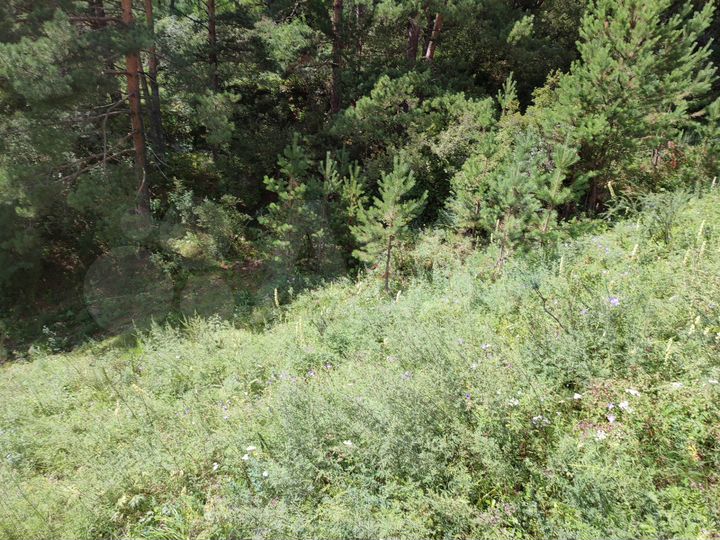 Участок 59 сот. (СНТ, ДНП)