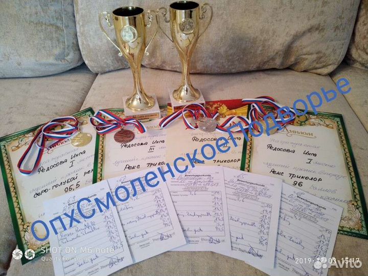 Кролики рекс