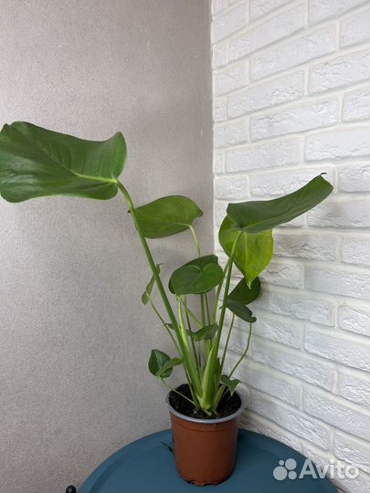 Комнатные цветы монстера