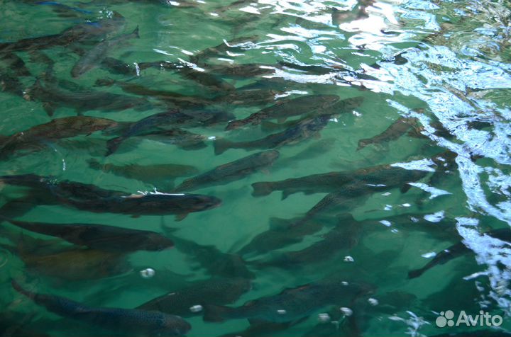 Форель охлажденная (опт)