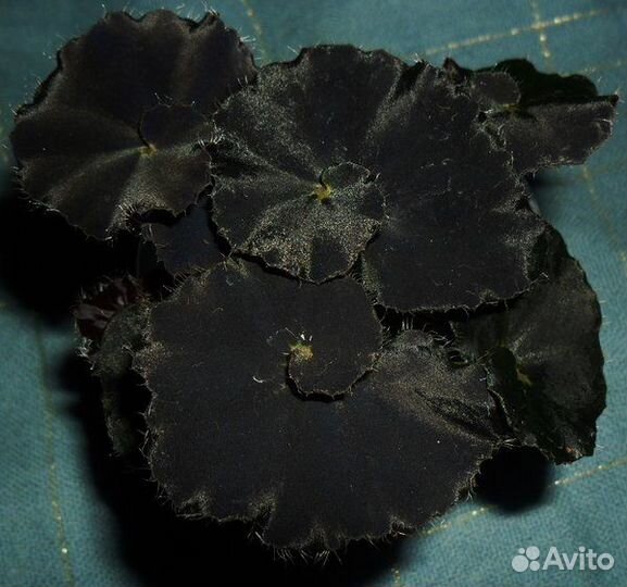 Бегония черная мамба, тигровая и другие комнатные