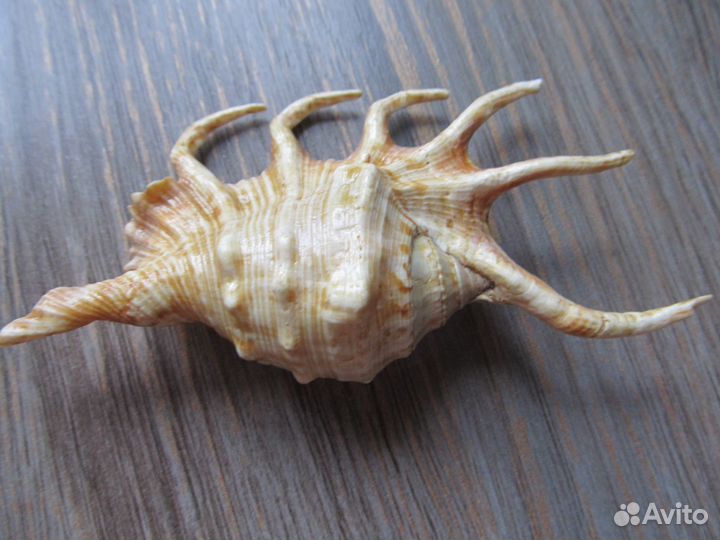 Раковина морская 12*6 см