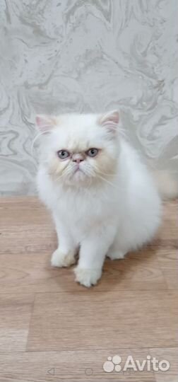 Экзотический котенок