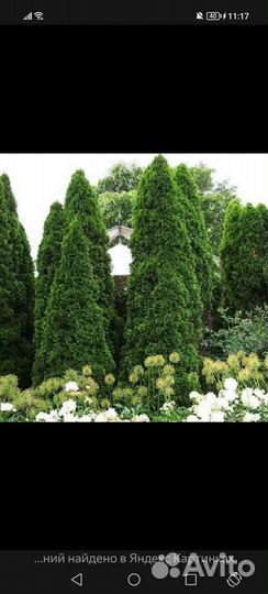 Туя западная Смарагт