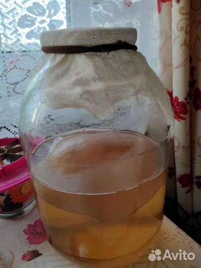 Чайный гриб и тибетский гриб