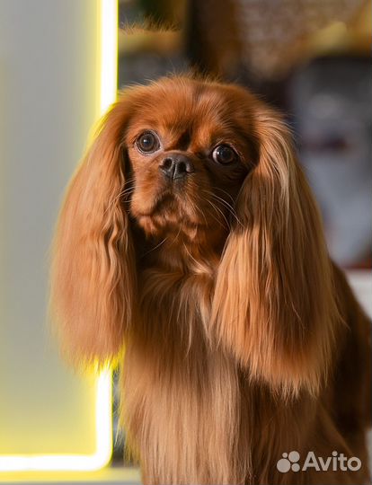 Вязка Кавалер кинг чарльз спаниель