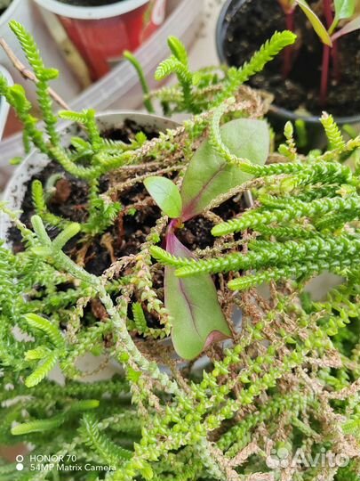 Толстянка ложноплауновидная