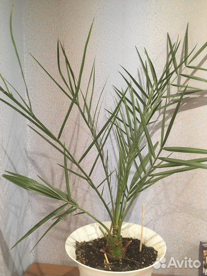 Финиковая пальма