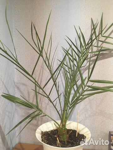 Финиковая пальма