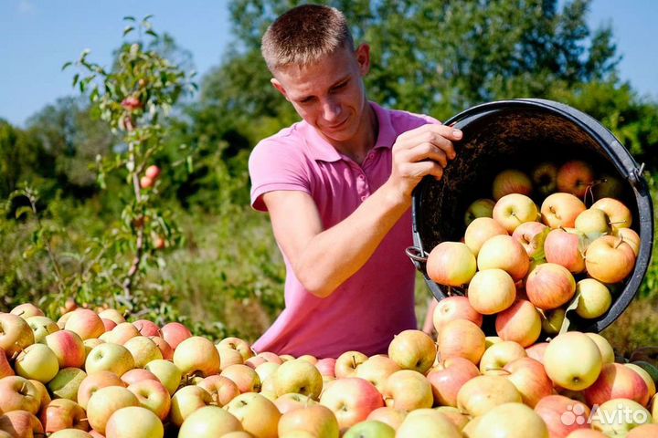 Сбор яблок от 2800 до 4500 в день