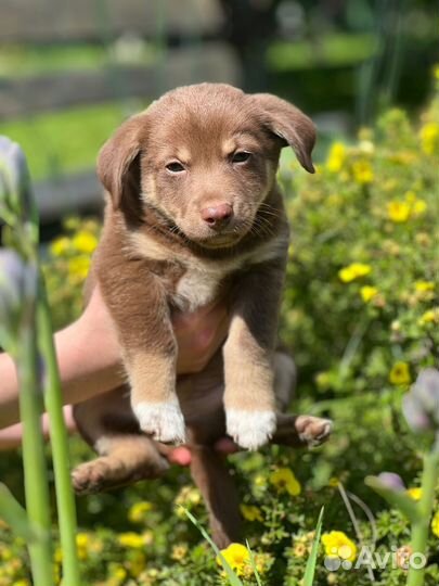 Щенок в добрые руки маленькой собаки